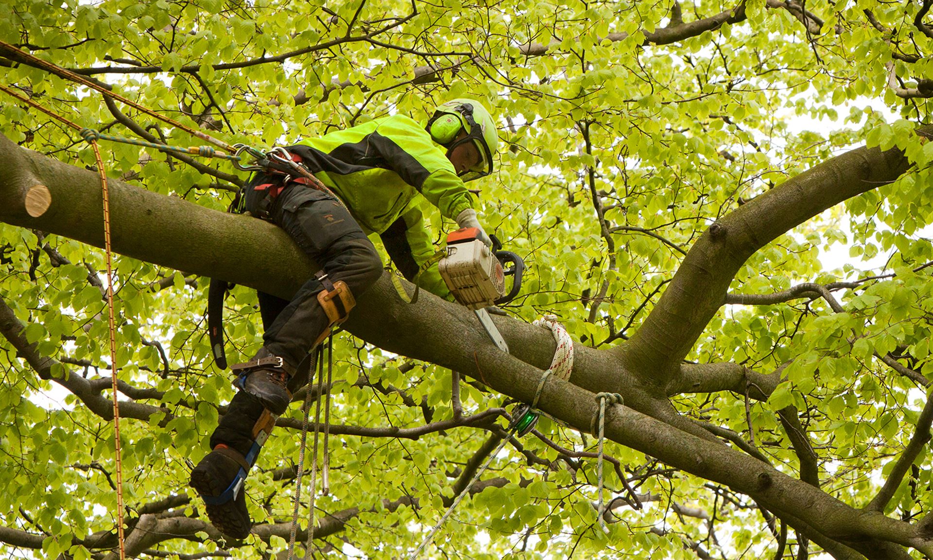 Tree surgeons carrying out tree pruning in Shrewsbury